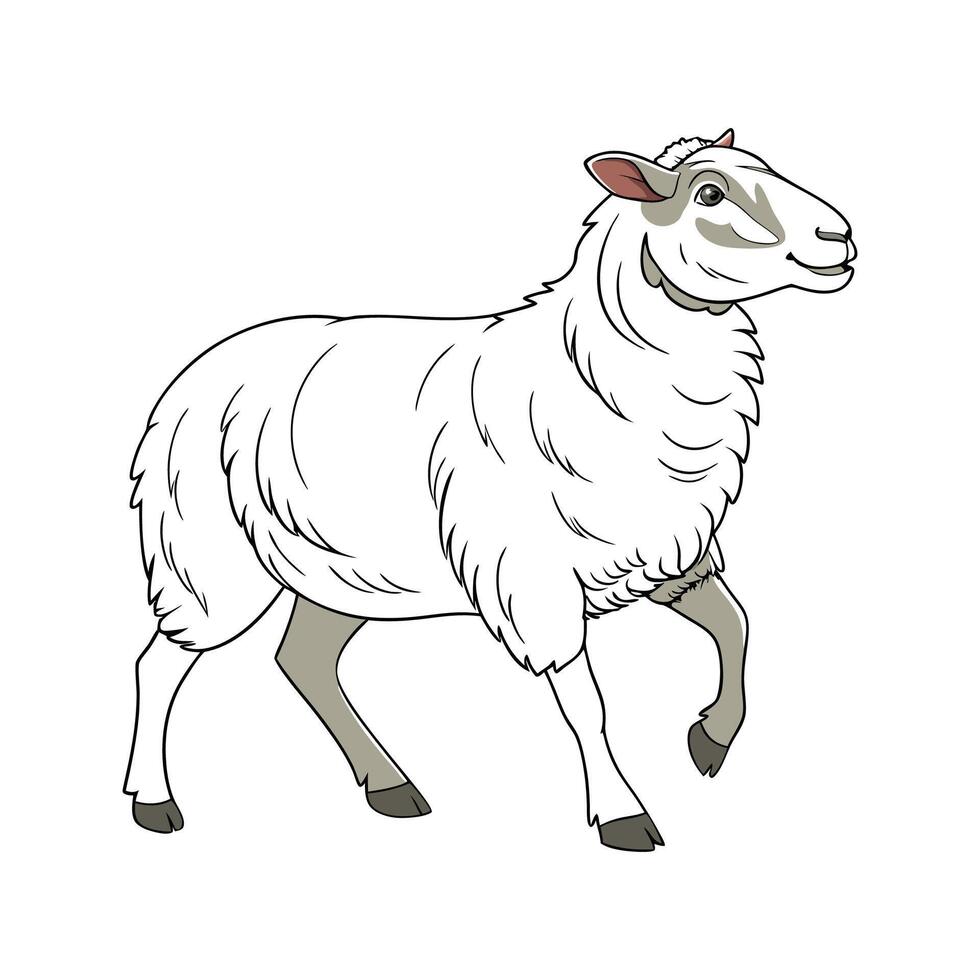 Unique Katahdin Sheep Realistic Color Illustration Style vector