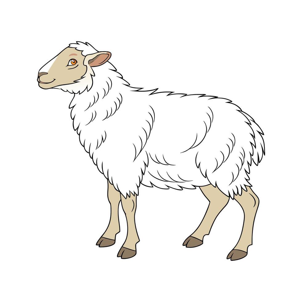 Appealing Katahdin Sheep Realistic Color Illustration vector