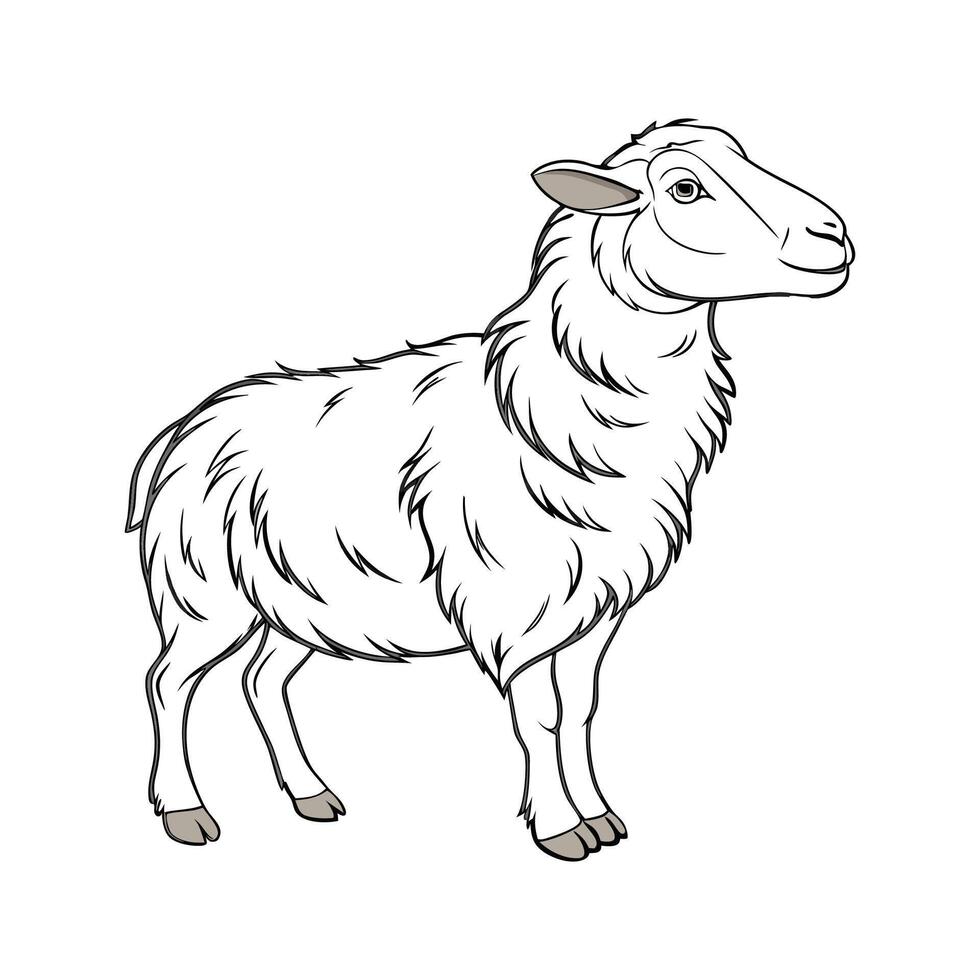 Engaging Lincoln Sheep Color Illustration with Realistic Touch vector