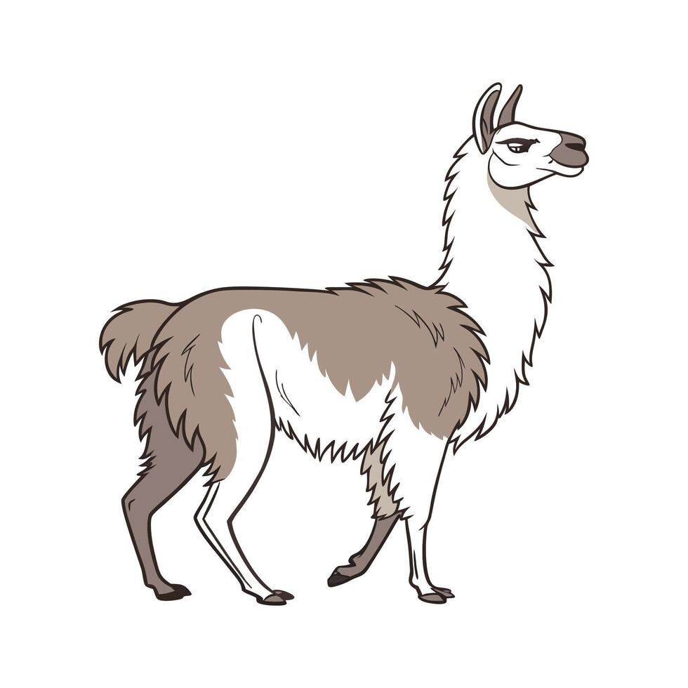 Charming Llama Realistic Color Illustration with Defined Outlines vector