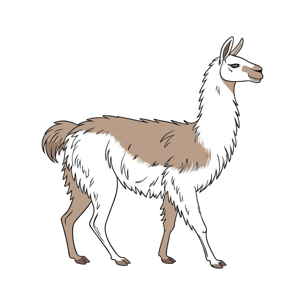 Delightful Llama Realistic Color Illustration on White vector