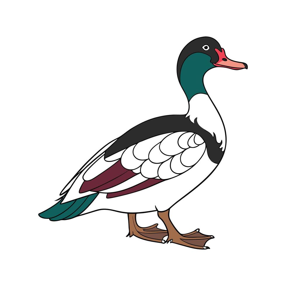 Delightful Magpie Duck Color Illustration with Realistic Features vector