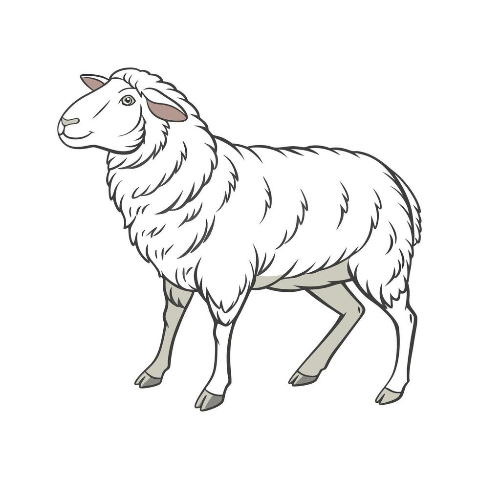 Lovely Merino Sheep Realistic Color Illustration vector