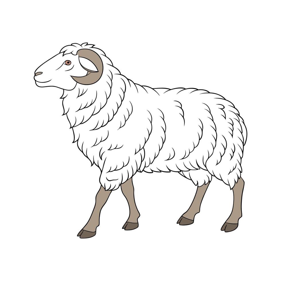 Engaging Merino Sheep Color Illustration with Realistic Detail vector