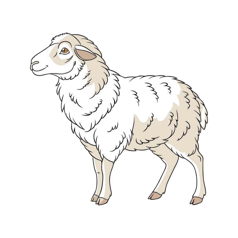 Creative Merino Sheep Realistic Color Illustration vector