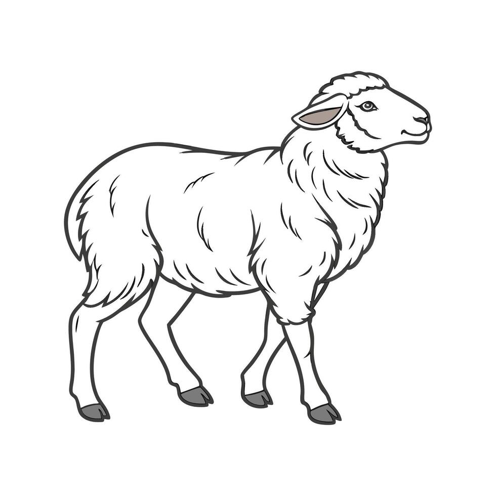 Beautiful Merino Sheep Realistic Color Illustration vector