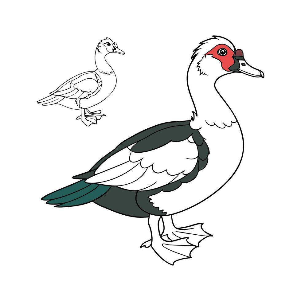 Engaging Muscovy Duck Realistic Color Illustration Art vector