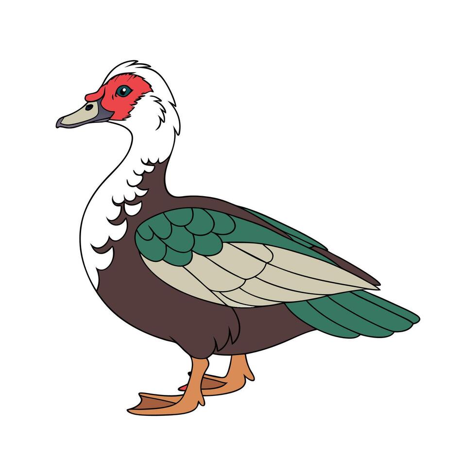 Charming Muscovy Duck Realistic Color Illustration vector