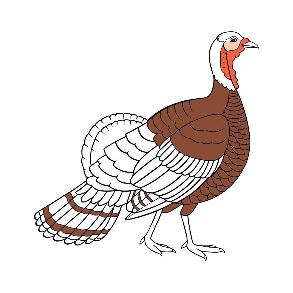 Dynamic Narragansett Turkey Realistic Color Illustration vector