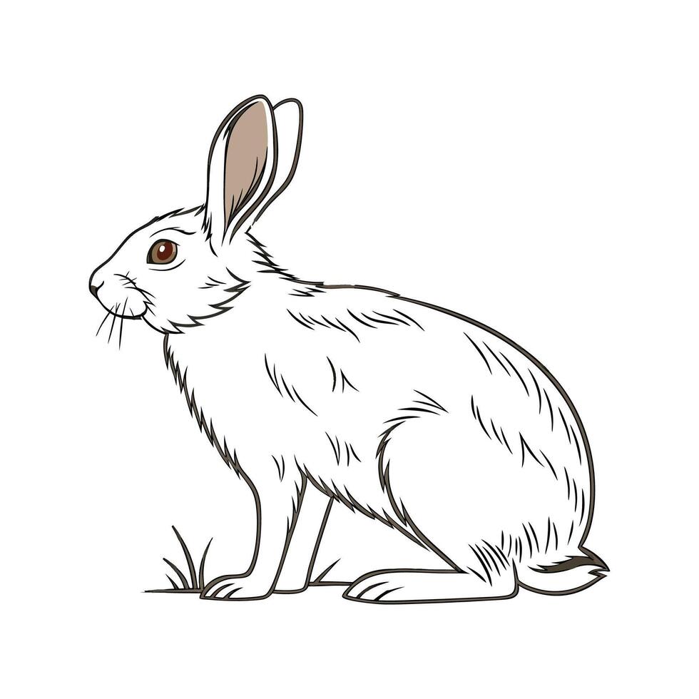 Dynamic New Zealand Rabbit Realistic Color Illustration vector