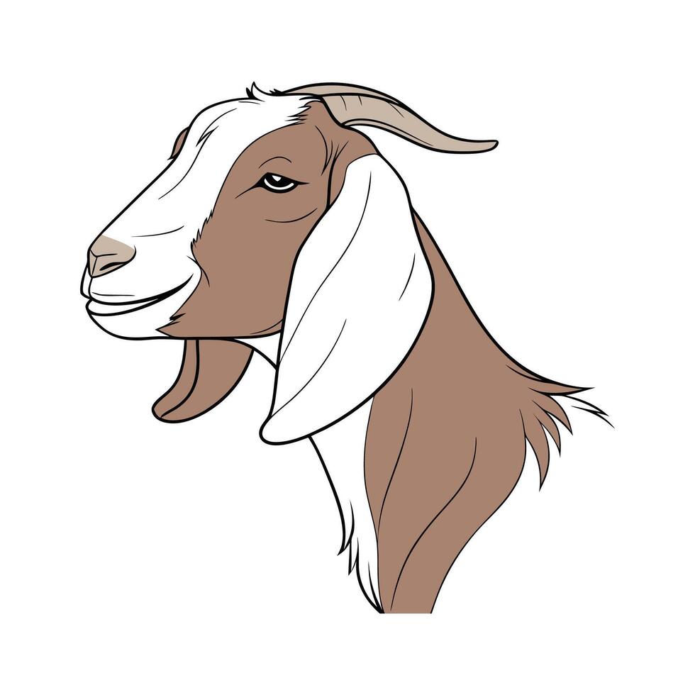 Vivid Nubian Goat Realistic Color Illustration with Outlines vector