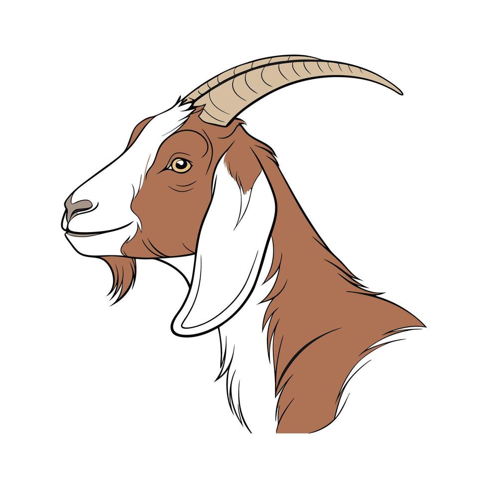 Beautiful Nubian Goat Realistic Color Illustration with Outlines vector