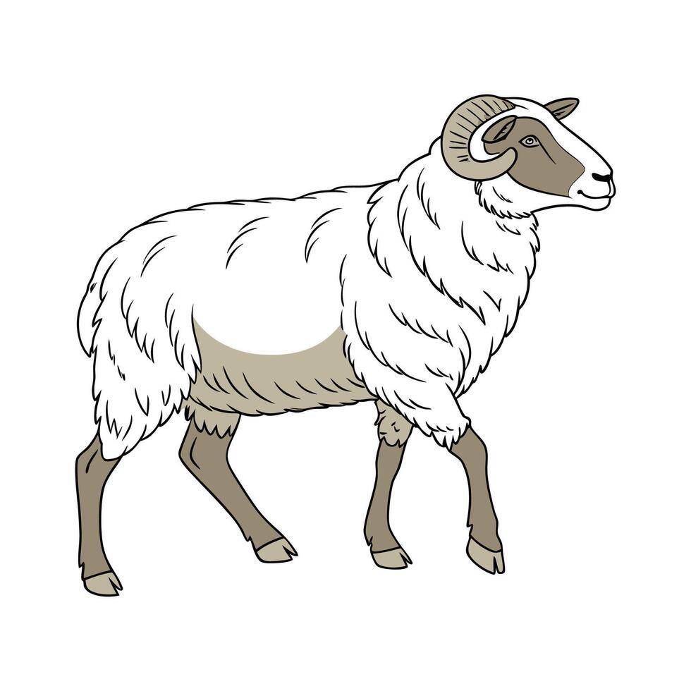 Engaging Old Welsh Mountain Sheep Color Illustration vector