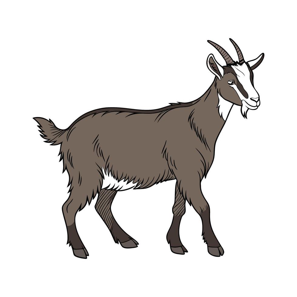 Distinctive Oberhasli Goat Realistic Color Illustration vector