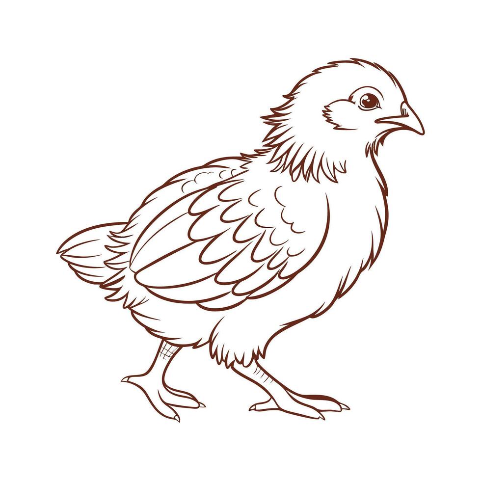 Charming Orpington Chicken Realistic Color Illustration vector
