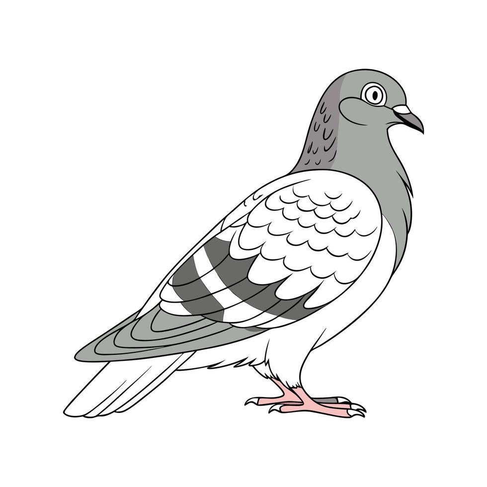 Charming Pigeon Realistic Color Illustration on White vector