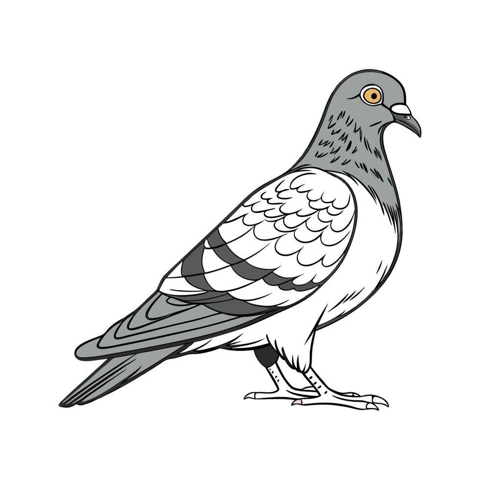 Vivid Pigeon Realistic Color Illustration on White vector