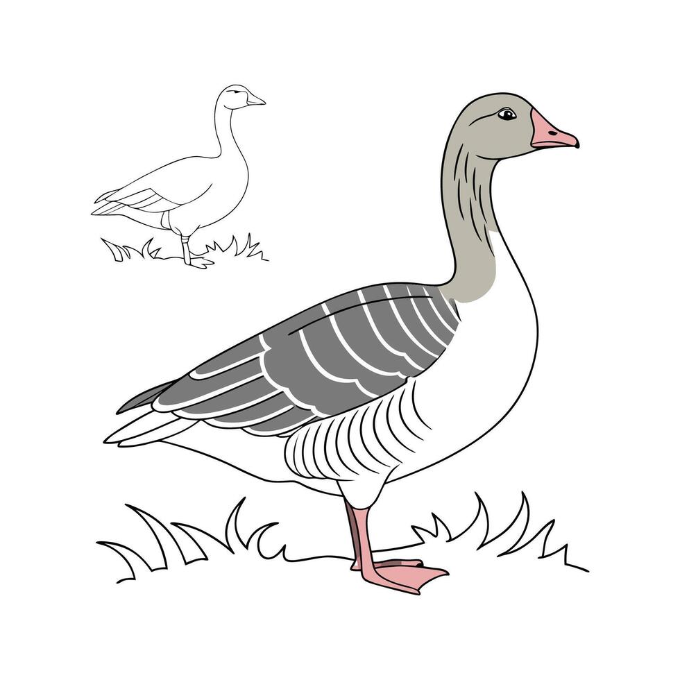 Engaging Pilgrim Goose Realistic Color Illustration vector