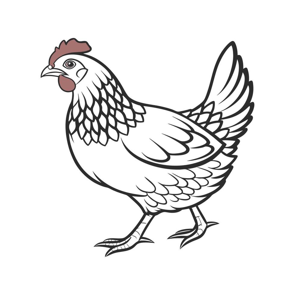 Engaging Plymouth Rock Chicken Color Illustration vector