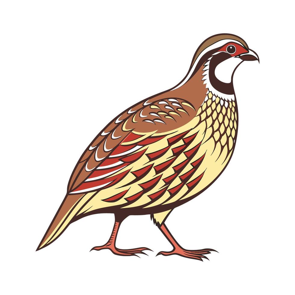 Cute Quail Realistic Color Illustration on White vector