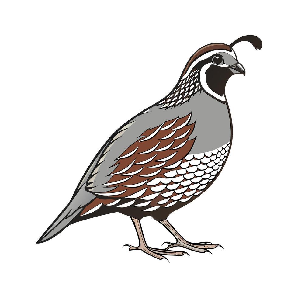 Charming Quail Realistic Color Illustration on White vector