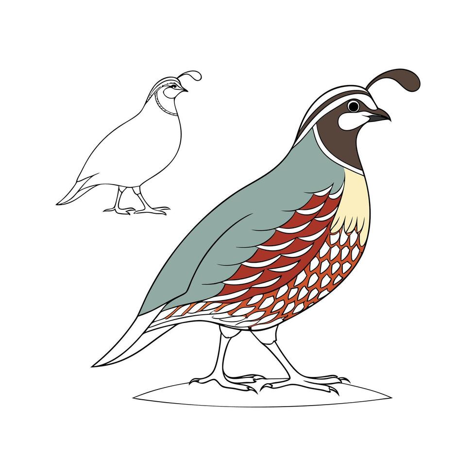 Creative Quail Realistic Color Illustration with Outlines vector