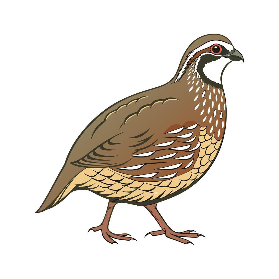 Dynamic Quail Realistic Color Illustration on White vector