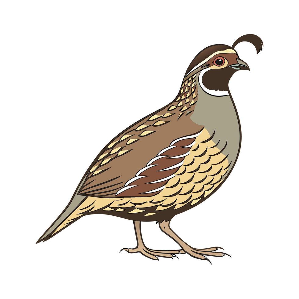 Engaging Quail Realistic Color Illustration on White vector