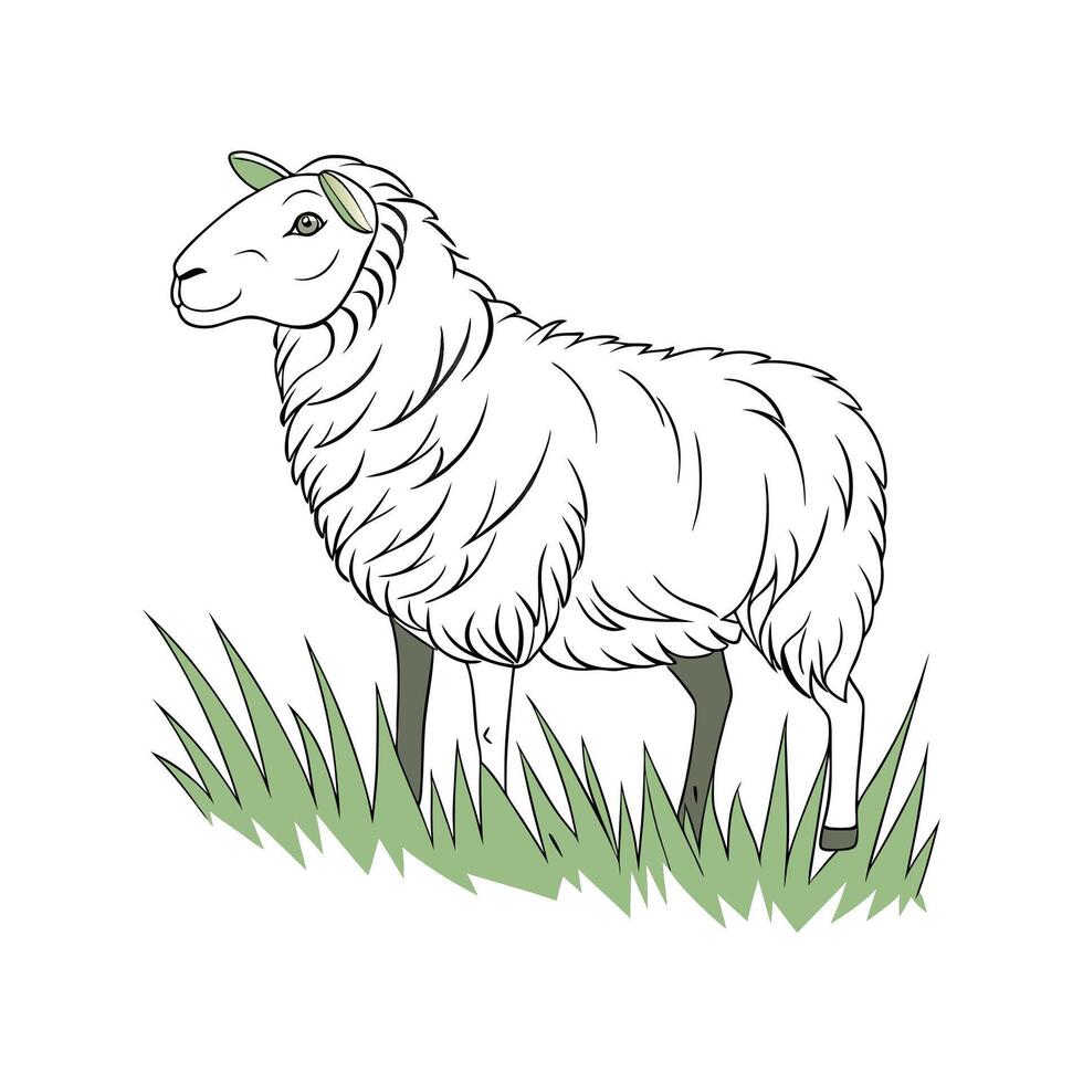 Charming Romney Sheep Realistic Color Illustration with Outlines vector