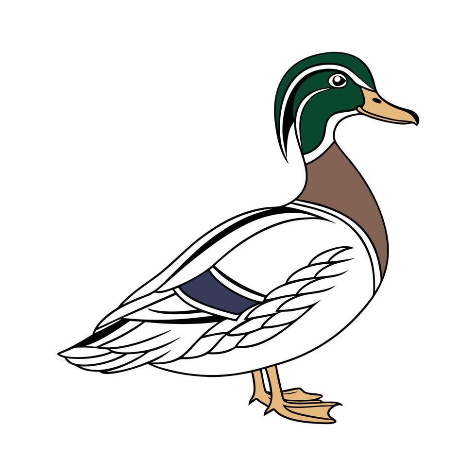 Distinct Rouen Duck Realistic Color Illustration with Outline vector