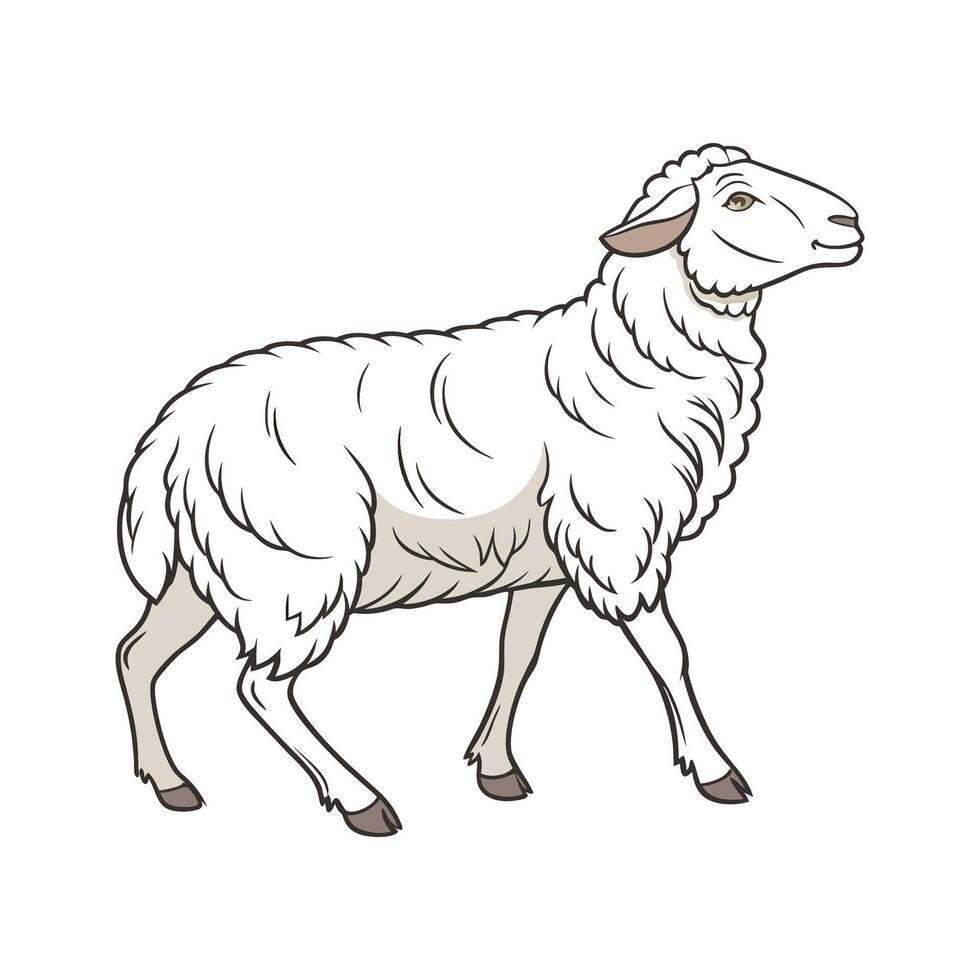 Engaging Rambouillet Sheep Realistic Color Illustration vector