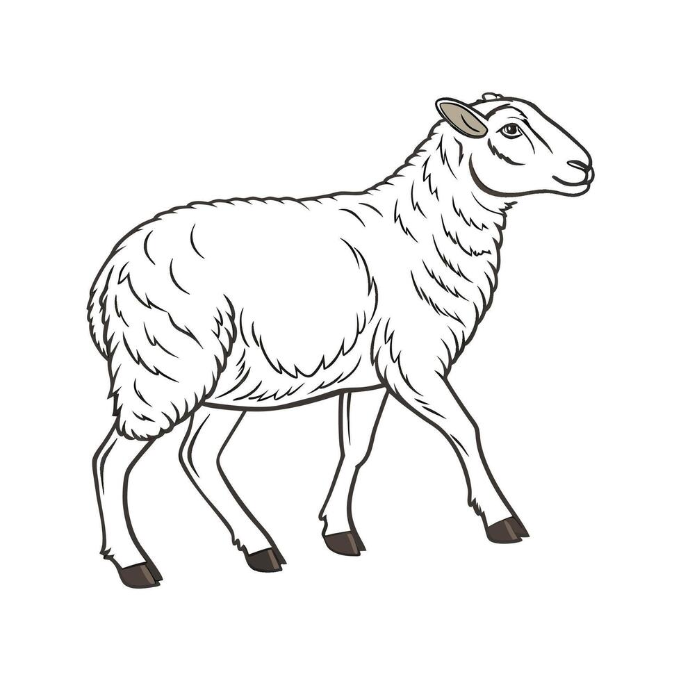 Engaging Romney Sheep Realistic Color Illustration with Outlines vector