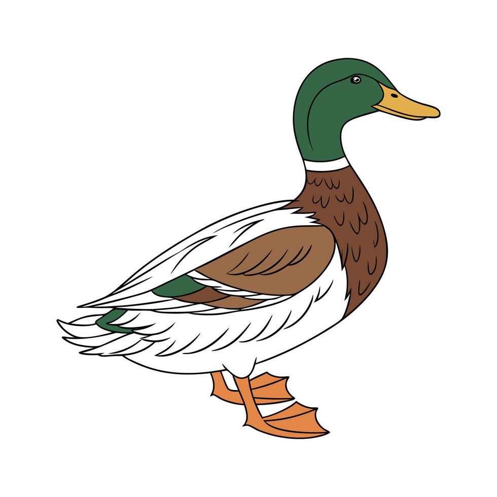 Charming Saxony Duck Realistic Color Illustration vector