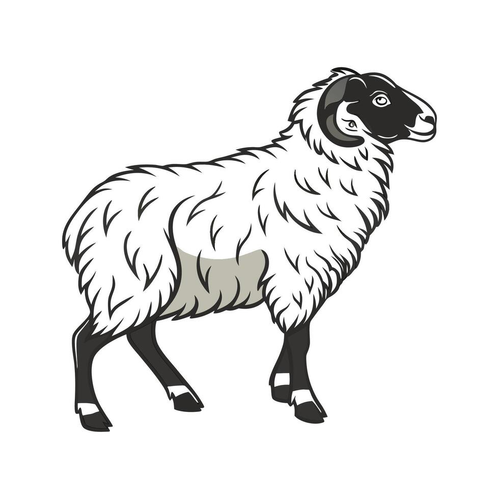 Charming Scottish Blackface Sheep Realistic Color Illustration. vector
