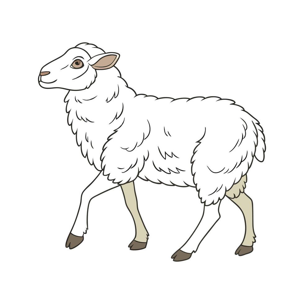 Vivid Sheep Realistic Color Illustration on White vector
