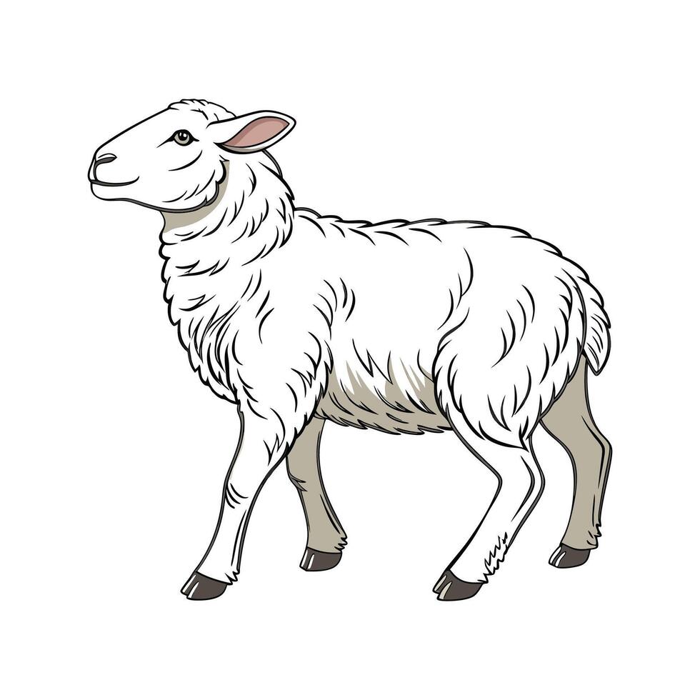 Vivid Sheep Realistic Color Illustration with Outline. vector