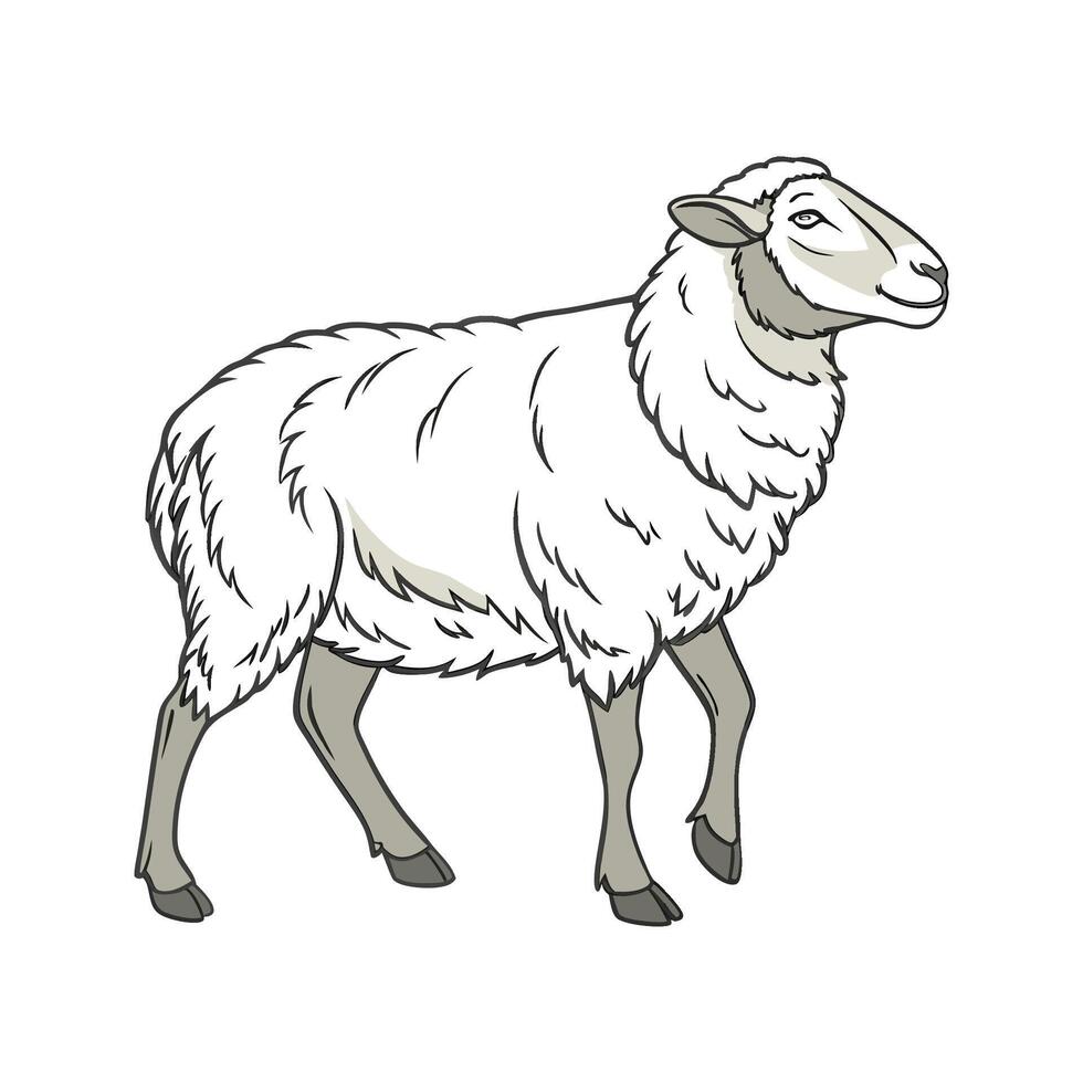 Engaging Sheep Color Illustration with Realistic Features vector