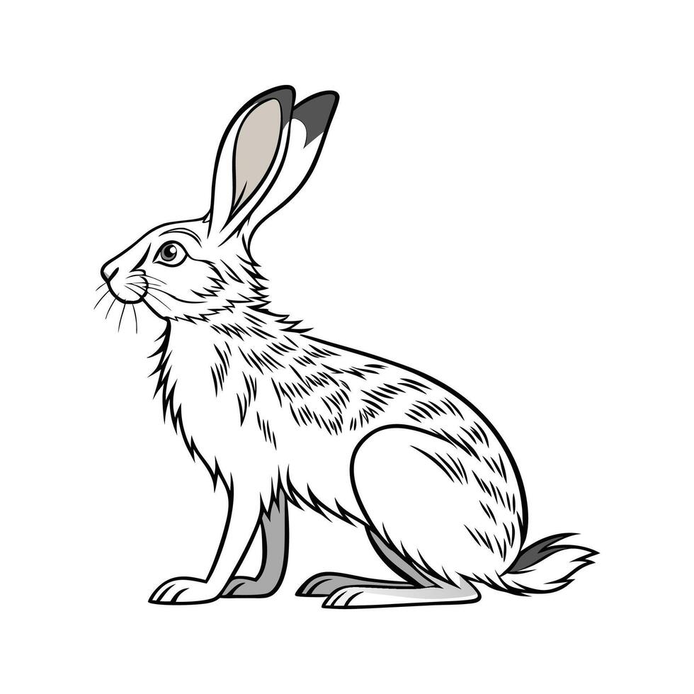 Realistic Silver Fox Rabbit Color Illustration vector