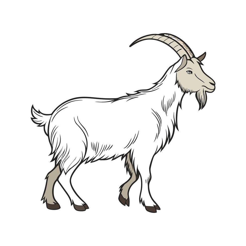 Vibrant Spanish Goat Realistic Color Illustration. vector