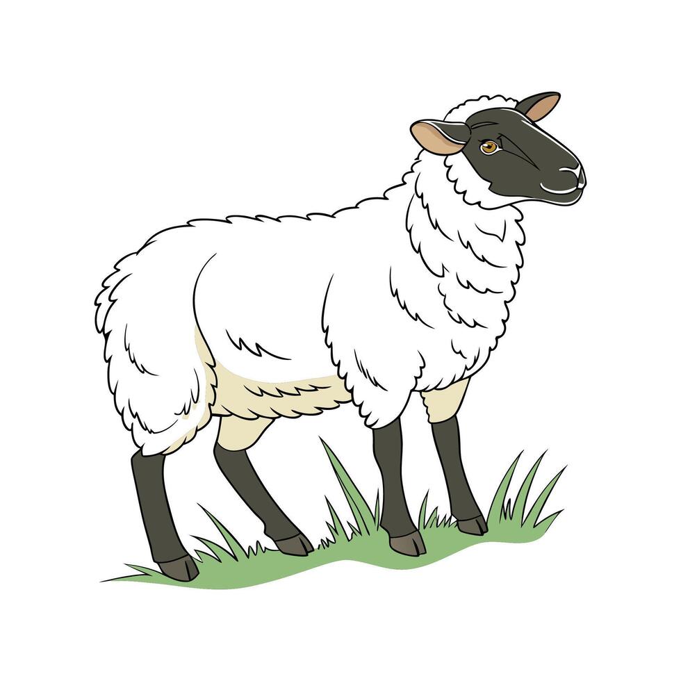 Beautiful Suffolk Sheep Realistic Color Illustration vector