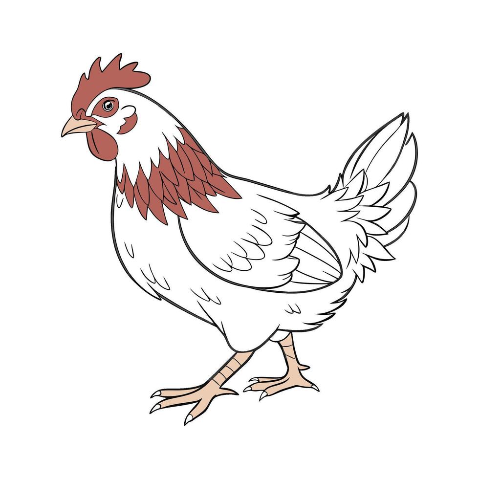 Realistic Sussex Chicken Colorful Illustration vector