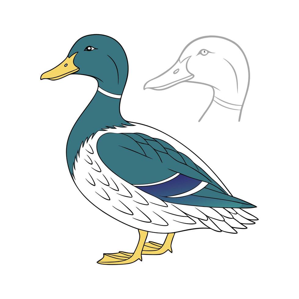 Unique Swedish Blue Duck Realistic Illustration vector