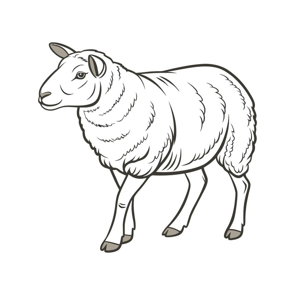 Distinct Texel Sheep Realistic Color Illustration vector