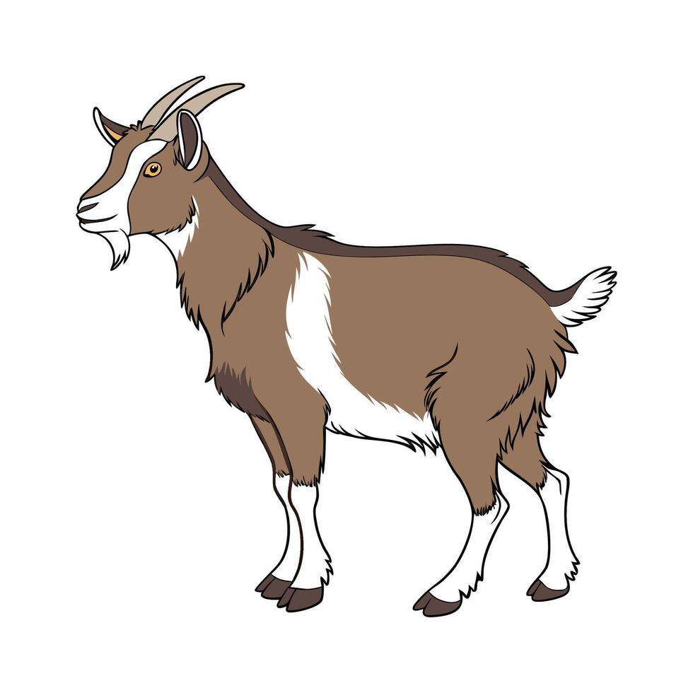 Realistic Toggenburg Goat Color Illustration vector