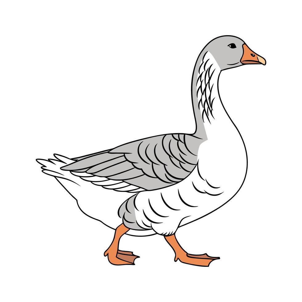Realistic Toulouse Goose Color Illustration vector