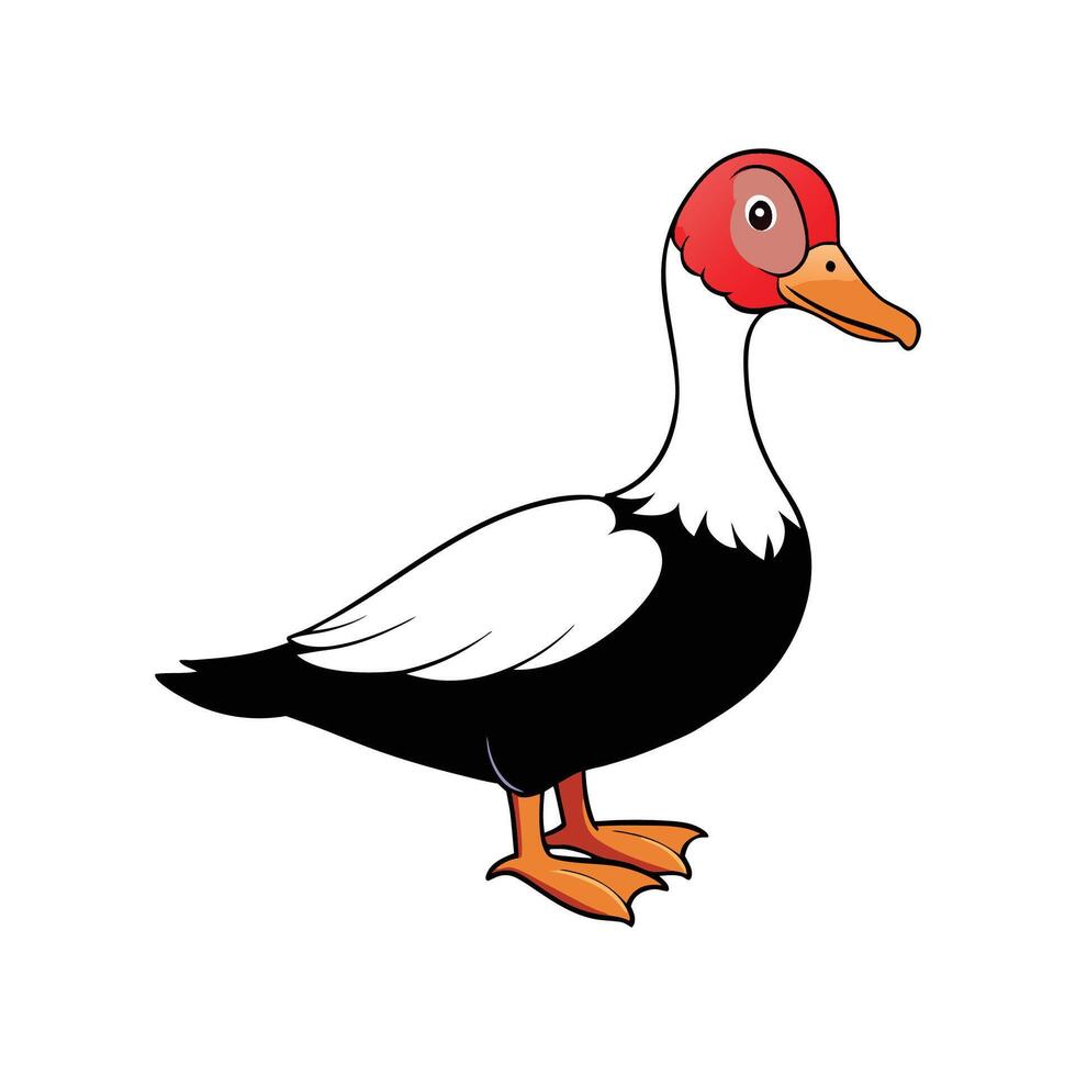 Creative Muscovy Duck Realistic Color Illustration. Cartoon Art Animal Illustration. vector