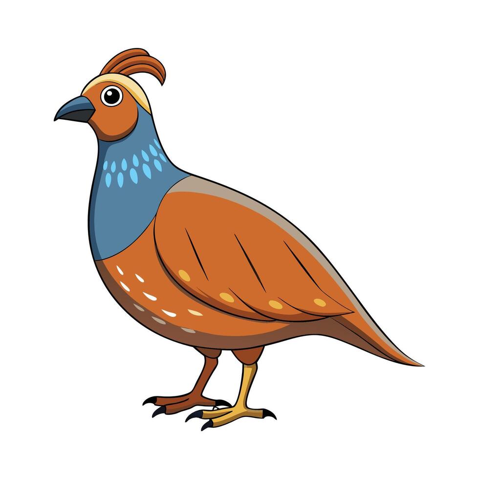 Charming Quail Realistic Color Illustration on White. Cartoon Art Animal Illustration. vector