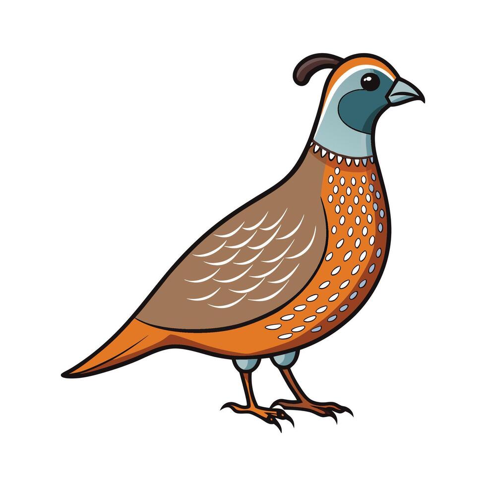 Engaging Quail Realistic Color Illustration on White. Cartoon Art Animal Illustration. vector