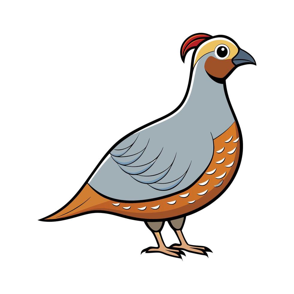 Engaging Quail Realistic Color Illustration with Outlines. Cartoon Art Animal Illustration. vector