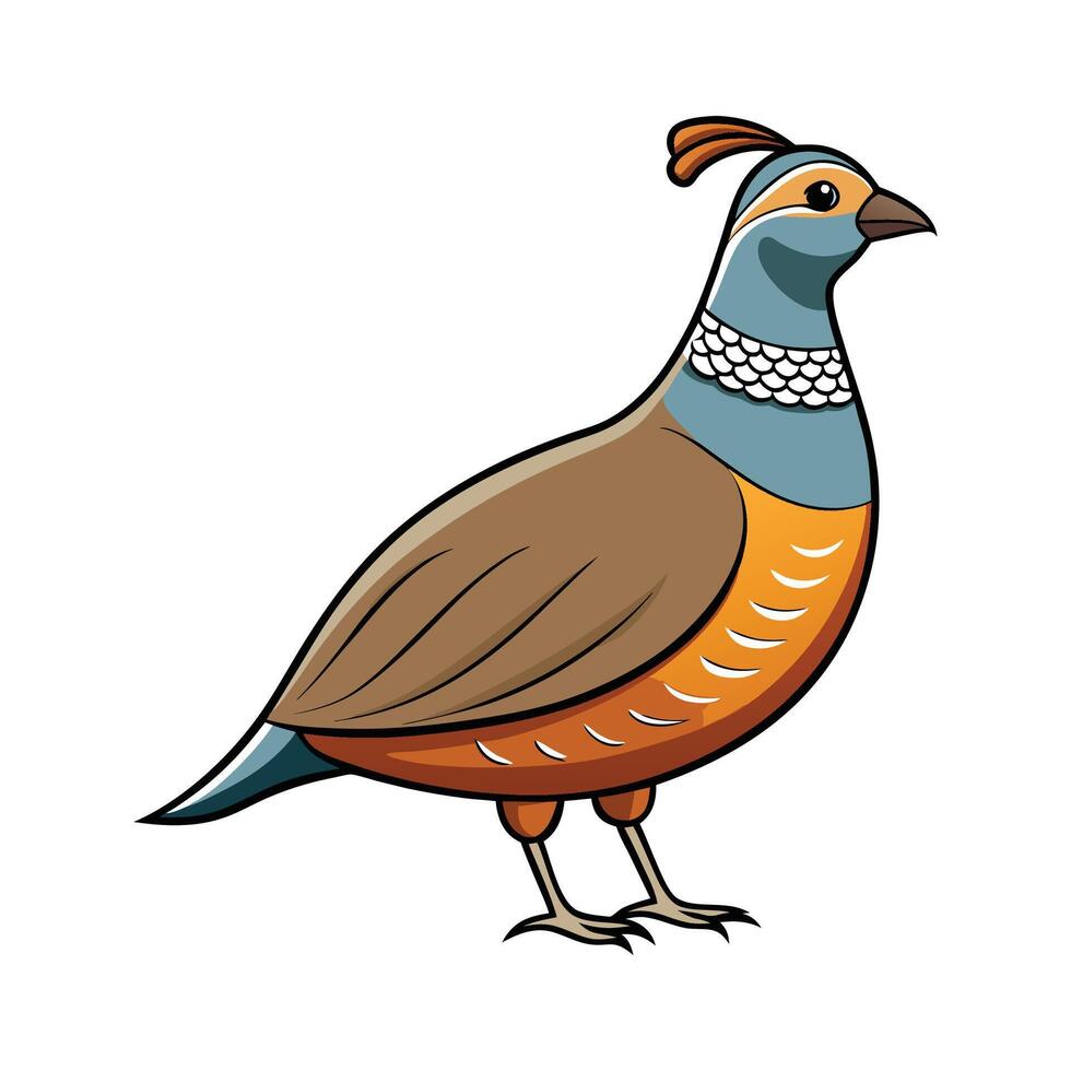 Creative Quail Realistic Color Illustration with Outlines. Cartoon Art Animal Illustration. vector